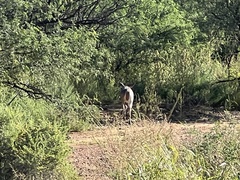 Odocoileus virginianus couesi