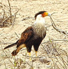 Caracara