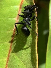 Cephalotes atratus