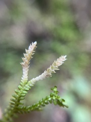 Selaginella douglasii