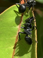 Cephalotes atratus
