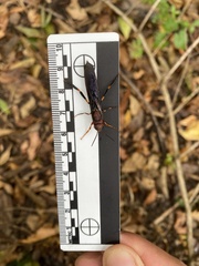 Insecta