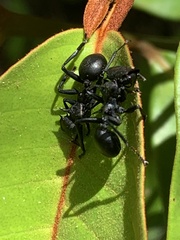 Cephalotes atratus