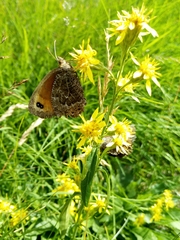 Erebia montanus