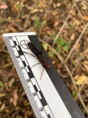 Insecta