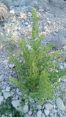 Brickellia laciniata