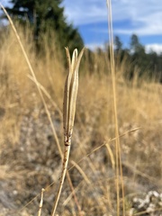 Calochortus macrocarpus