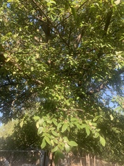 Ulmus crassifolia
