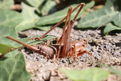 Antaxius spinibrachius