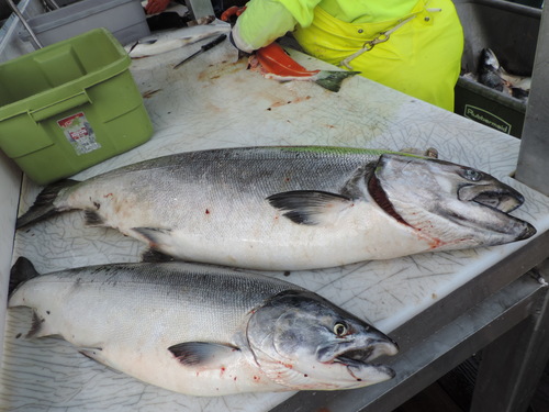 Oncorhynchus kisutch