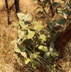 Brachylaena rotundata