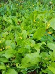Rorippa