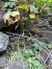 Festuca subulata