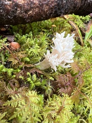 Clavulina coralloides