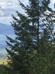 Pseudotsuga menziesii