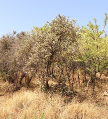 Brachylaena rotundata