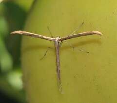 Emmelina