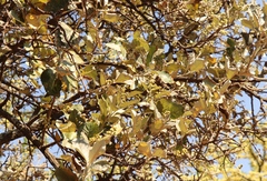 Brachylaena rotundata