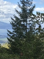 Pseudotsuga menziesii