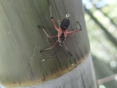 Notobitus meleagris