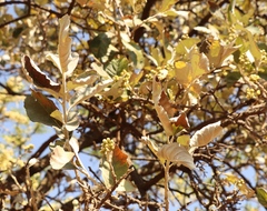 Brachylaena rotundata