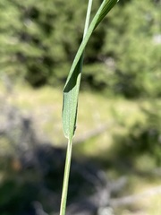 Festuca subulata