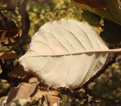 Brachylaena rotundata