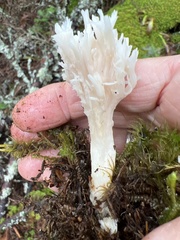 Clavulina coralloides