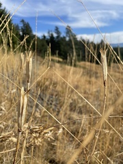 Calochortus macrocarpus