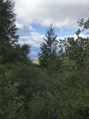 Pseudotsuga menziesii