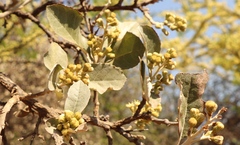 Brachylaena rotundata