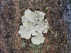 Parmotrema austrosinense