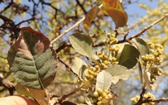 Brachylaena rotundata