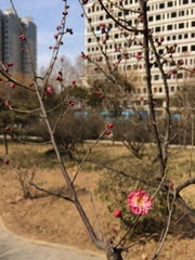 Prunus mume