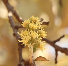 Brachylaena rotundata