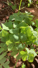 Oxalis articulata