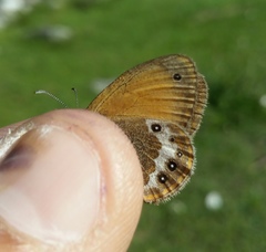Coenonympha gardetta darwiniana