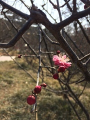 Prunus mume