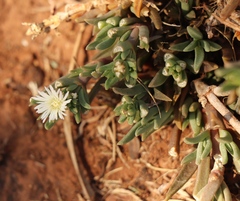 Delosperma herbeum