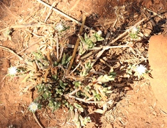 Delosperma herbeum