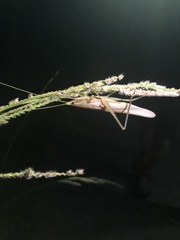 Euconocephalus varius