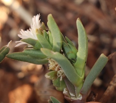 Delosperma herbeum