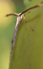 Emmelina