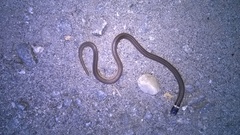 Elapomorphus quinquelineatus