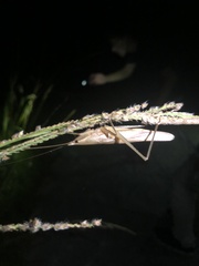 Euconocephalus varius