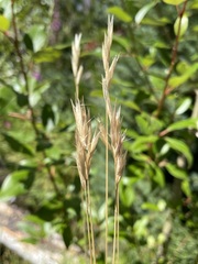 Danthonia intermedia