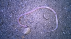 Elapomorphus quinquelineatus