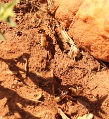 Hodotermes mossambicus