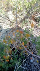 Chamaecrista greggii