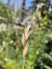 Danthonia intermedia